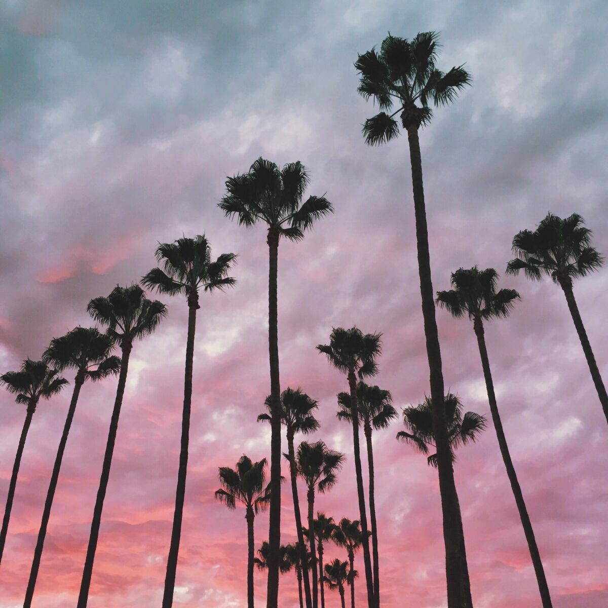 Palm Trees with Sunset in the Background